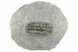 Phacopid (Adrisiops) Trilobite - Jbel Oudriss, Morocco #377016-2